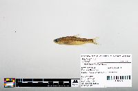 Notropis hudsonius image