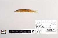 Esox lucius image