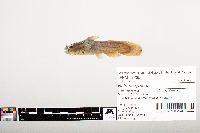 Noturus gyrinus image