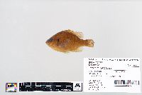 Lepomis gibbosus image