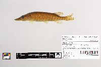 Esox lucius image