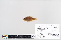 Lepomis gibbosus image