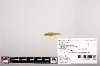 Notropis heterolepis image