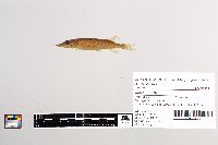 Esox lucius image