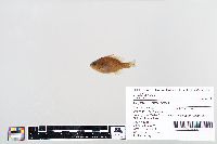 Lepomis gibbosus image