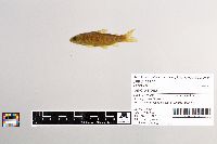 Salmo trutta image