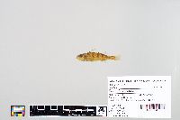 Perca flavescens image
