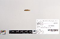 Salmo trutta image