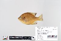 Lepomis macrochirus image