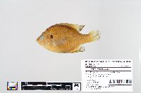 Lepomis macrochirus image