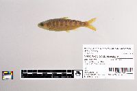 Oncorhynchus tshawytscha image