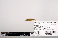 Notropis leuciodus image