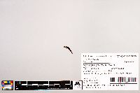 Image of Notropis spectrunculus