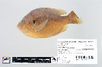 Lepomis gibbosus image