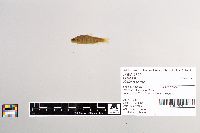 Salmo trutta image