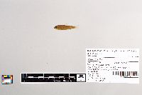 Salmo trutta image