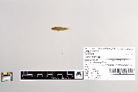 Salmo trutta image