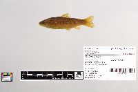 Salmo trutta image