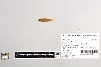 Salmo trutta image