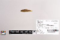 Oncorhynchus mykiss image