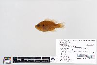 Lepomis gibbosus image