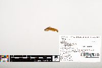 Noturus gyrinus image