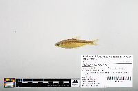 Notropis hudsonius image