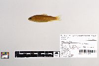 Salmo trutta image