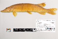 Esox lucius image