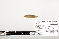 Noturus gyrinus image
