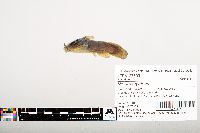 Noturus gyrinus image