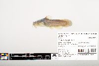 Noturus gyrinus image