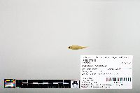 Notropis hudsonius image