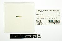 Noturus flavus image