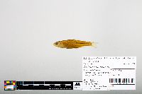 Notropis hudsonius image
