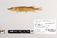 Esox lucius image