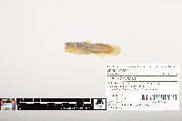 Noturus gyrinus image