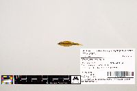 Notropis texanus image