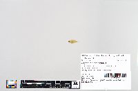 Lepomis macrochirus image
