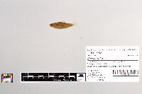 Salmo trutta image