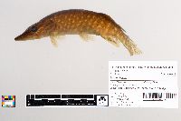 Esox lucius image