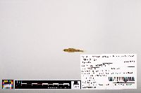 Notropis heterolepis image