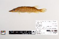 Esox lucius image