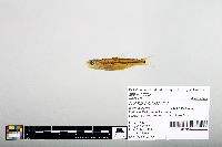 Notropis hudsonius image