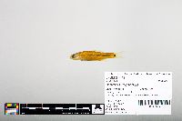Notropis hudsonius image