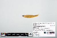 Notropis atherinoides image