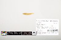 Noturus flavus image
