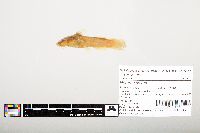 Noturus flavus image