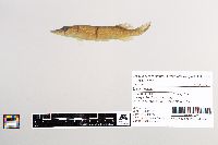 Esox lucius image