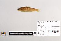 Salmo trutta image